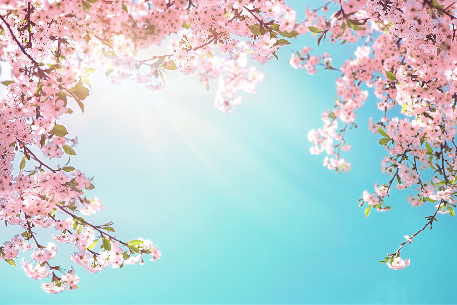 Cherry blossoms and sky